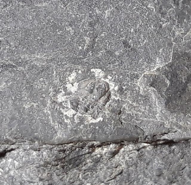? Changaspis elongata LEE in CHIEN 1961  - Bild © FossNet FossilienStore